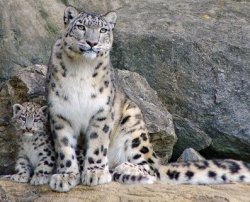 Snow leopard population in Tuva is growing