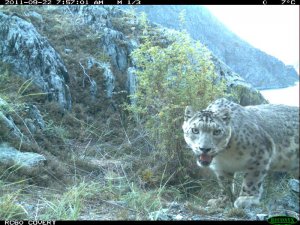 Expedition to study the Snow Leopard habitat started off in the Sayan mountains